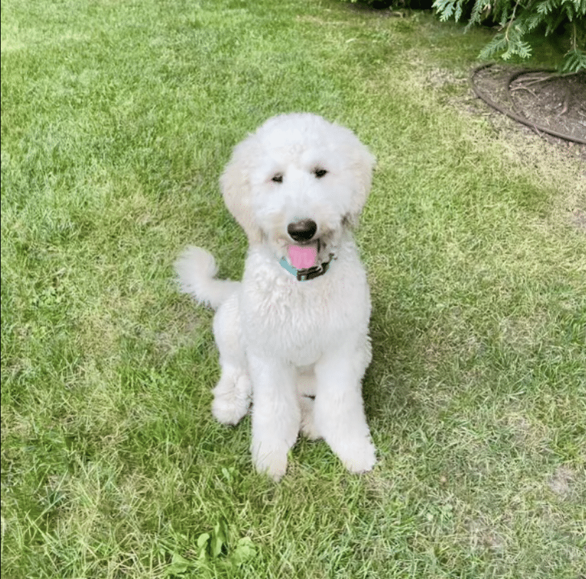 Roise, a 1 yr old english golden doodle sitting on a lawn. She's available for adoption at Gimme Shelter Animal Rescue in Sagaponack, NY